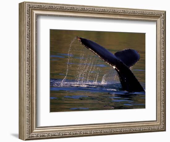 Surfacing Humpback Whale, Inside Passage, Southeast Alaska, USA-Stuart Westmoreland-Framed Photographic Print