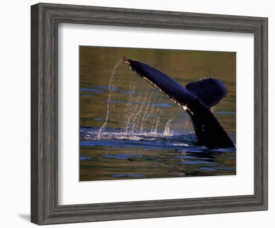 Surfacing Humpback Whale, Inside Passage, Southeast Alaska, USA-Stuart Westmoreland-Framed Photographic Print