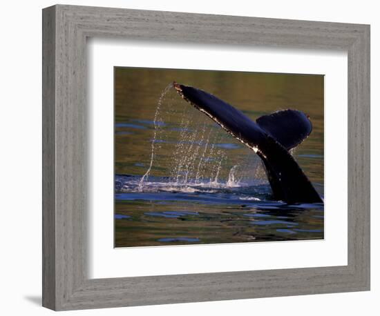 Surfacing Humpback Whale, Inside Passage, Southeast Alaska, USA-Stuart Westmoreland-Framed Photographic Print