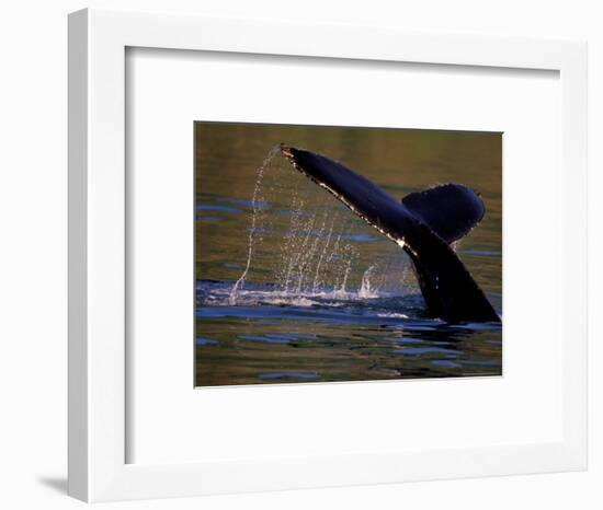 Surfacing Humpback Whale, Inside Passage, Southeast Alaska, USA-Stuart Westmoreland-Framed Photographic Print