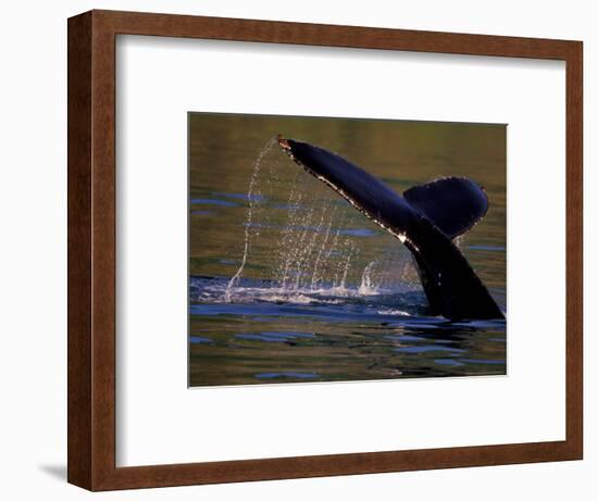 Surfacing Humpback Whale, Inside Passage, Southeast Alaska, USA-Stuart Westmoreland-Framed Photographic Print