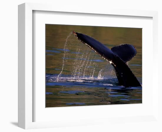 Surfacing Humpback Whale, Inside Passage, Southeast Alaska, USA-Stuart Westmoreland-Framed Photographic Print