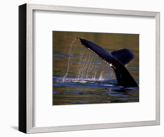 Surfacing Humpback Whale, Inside Passage, Southeast Alaska, USA-Stuart Westmoreland-Framed Photographic Print