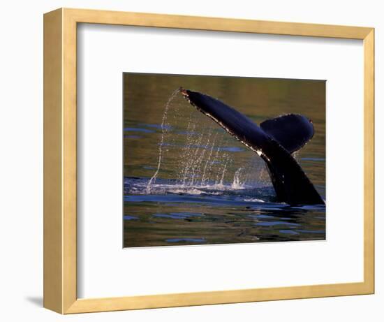 Surfacing Humpback Whale, Inside Passage, Southeast Alaska, USA-Stuart Westmoreland-Framed Photographic Print