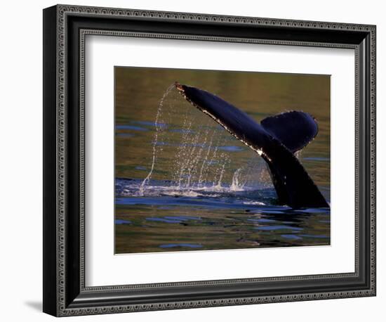 Surfacing Humpback Whale, Inside Passage, Southeast Alaska, USA-Stuart Westmoreland-Framed Photographic Print