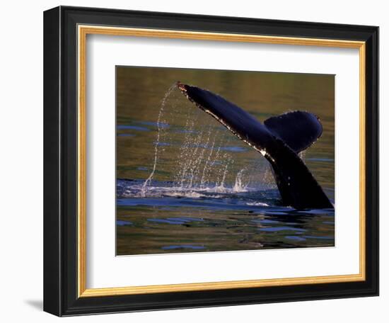 Surfacing Humpback Whale, Inside Passage, Southeast Alaska, USA-Stuart Westmoreland-Framed Photographic Print