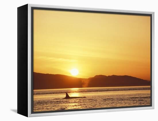 Surfacing Orca Whales, San Juan Islands, Washington, USA-Stuart Westmoreland-Framed Premier Image Canvas