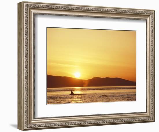 Surfacing Orca Whales, San Juan Islands, Washington, USA-Stuart Westmoreland-Framed Photographic Print