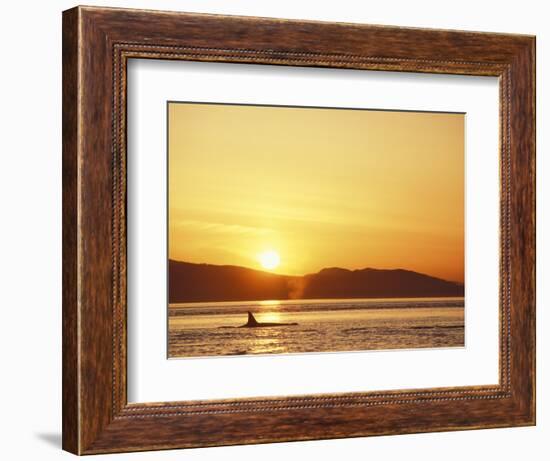 Surfacing Orca Whales, San Juan Islands, Washington, USA-Stuart Westmoreland-Framed Photographic Print