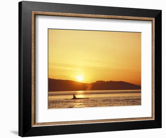 Surfacing Orca Whales, San Juan Islands, Washington, USA-Stuart Westmoreland-Framed Photographic Print