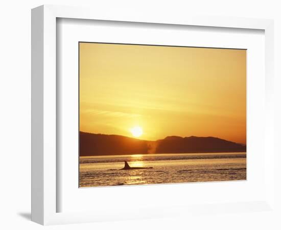 Surfacing Orca Whales, San Juan Islands, Washington, USA-Stuart Westmoreland-Framed Photographic Print