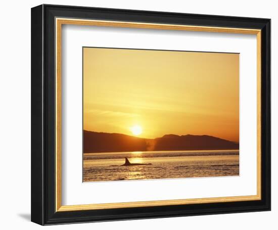 Surfacing Orca Whales, San Juan Islands, Washington, USA-Stuart Westmoreland-Framed Photographic Print