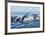 Surfacing Resident Orca Whales at Boundary Pass, border between British Columbia Gulf Islands Canad-Stuart Westmorland-Framed Photographic Print
