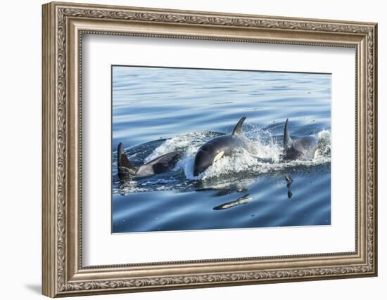 Surfacing Resident Orca Whales at Boundary Pass, border between British Columbia Gulf Islands Canad-Stuart Westmorland-Framed Photographic Print