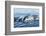 Surfacing Resident Orca Whales at Boundary Pass, border between British Columbia Gulf Islands Canad-Stuart Westmorland-Framed Photographic Print