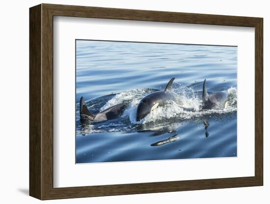 Surfacing Resident Orca Whales at Boundary Pass, border between British Columbia Gulf Islands Canad-Stuart Westmorland-Framed Photographic Print