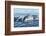 Surfacing Resident Orca Whales at Boundary Pass, border between British Columbia Gulf Islands Canad-Stuart Westmorland-Framed Photographic Print