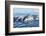 Surfacing Resident Orca Whales at Boundary Pass, border between British Columbia Gulf Islands Canad-Stuart Westmorland-Framed Photographic Print