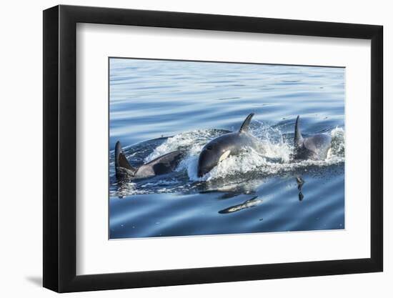 Surfacing Resident Orca Whales at Boundary Pass, border between British Columbia Gulf Islands Canad-Stuart Westmorland-Framed Photographic Print