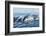 Surfacing Resident Orca Whales at Boundary Pass, border between British Columbia Gulf Islands Canad-Stuart Westmorland-Framed Photographic Print