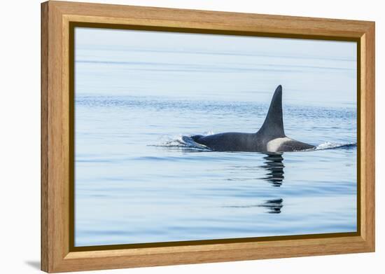 Surfacing Resident Orca Whales at Boundary Pass, border between British Columbia Gulf Islands Canad-Stuart Westmorland-Framed Premier Image Canvas