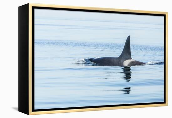 Surfacing Resident Orca Whales at Boundary Pass, border between British Columbia Gulf Islands Canad-Stuart Westmorland-Framed Premier Image Canvas