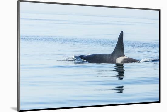 Surfacing Resident Orca Whales at Boundary Pass, border between British Columbia Gulf Islands Canad-Stuart Westmorland-Mounted Photographic Print