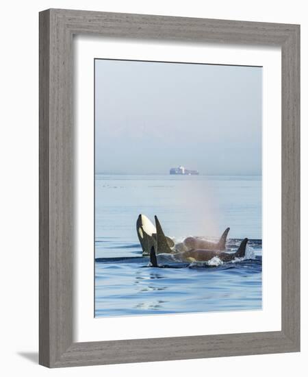 Surfacing Resident Orca Whales at Boundary Pass, border between British Columbia Gulf Islands Canad-Stuart Westmorland-Framed Photographic Print