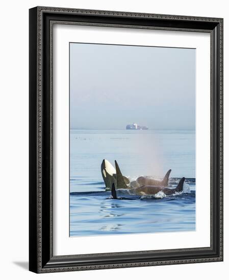 Surfacing Resident Orca Whales at Boundary Pass, border between British Columbia Gulf Islands Canad-Stuart Westmorland-Framed Photographic Print