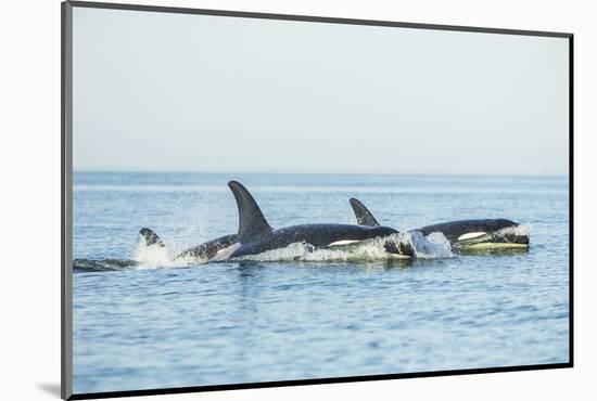 Surfacing resident Orca Whales at Boundary Pass, border between British Columbia Gulf Islands Canad-Stuart Westmorland-Mounted Photographic Print