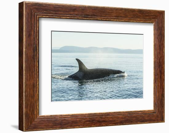 Surfacing resident Orca Whales at Boundary Pass, border between British Columbia Gulf Islands Canad-Stuart Westmorland-Framed Photographic Print