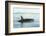 Surfacing resident Orca Whales at Boundary Pass, border between British Columbia Gulf Islands Canad-Stuart Westmorland-Framed Photographic Print