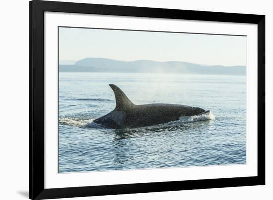 Surfacing resident Orca Whales at Boundary Pass, border between British Columbia Gulf Islands Canad-Stuart Westmorland-Framed Photographic Print