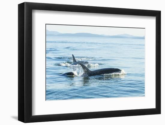 Surfacing Resident Orca Whales at Boundary Pass, border between British Columbia Gulf Islands Canad-Stuart Westmorland-Framed Photographic Print