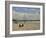 Surfers with Boards on Perranporth Beach, Cornwall, England-Simon Montgomery-Framed Photographic Print