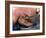 Surgeon Placing Maggots In a Wound To Clean It-Volker Steger-Framed Photographic Print