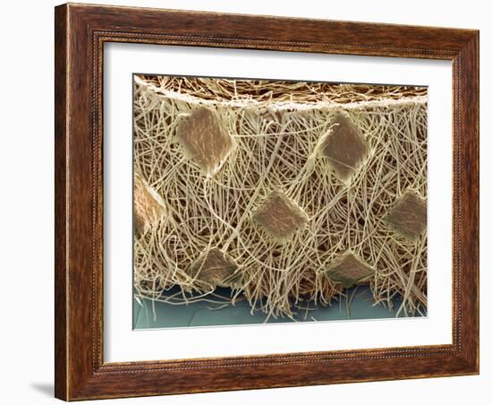 Surgical Face Mask, SEM-David McCarthy-Framed Photographic Print