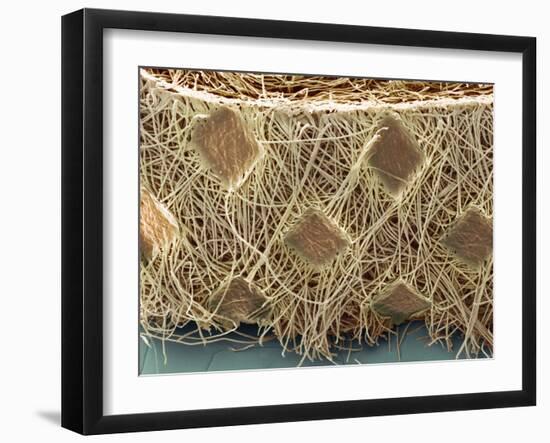 Surgical Face Mask, SEM-David McCarthy-Framed Photographic Print