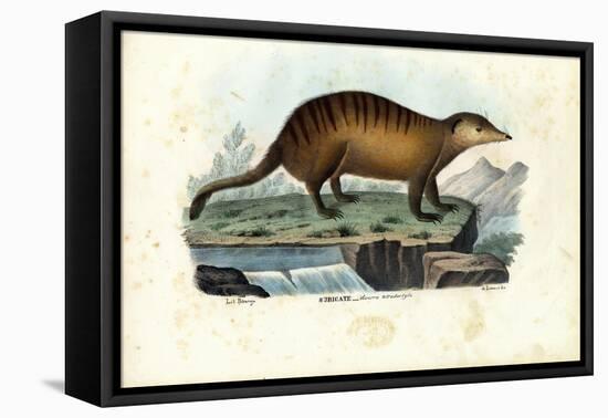 Suricate, 1863-79-Raimundo Petraroja-Framed Premier Image Canvas