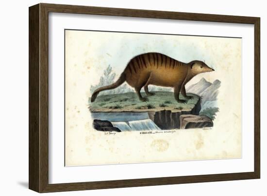 Suricate, 1863-79-Raimundo Petraroja-Framed Giclee Print