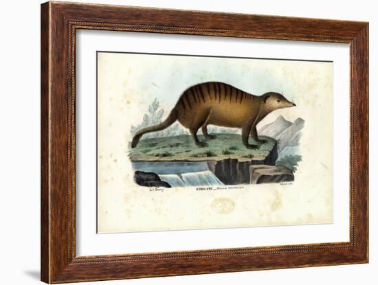 Suricate, 1863-79-Raimundo Petraroja-Framed Giclee Print