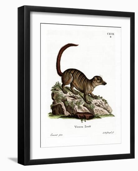 Surikate-null-Framed Giclee Print