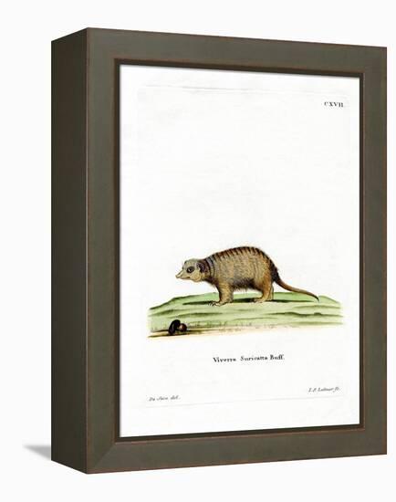 Surikate-null-Framed Premier Image Canvas