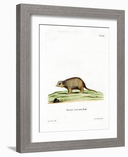 Surikate-null-Framed Giclee Print