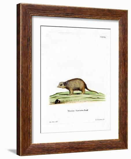 Surikate-null-Framed Giclee Print