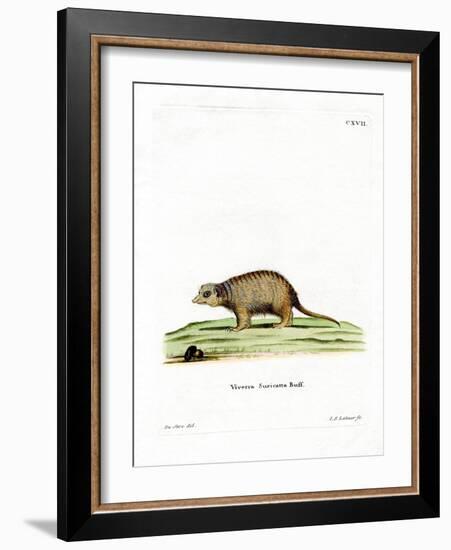 Surikate-null-Framed Giclee Print