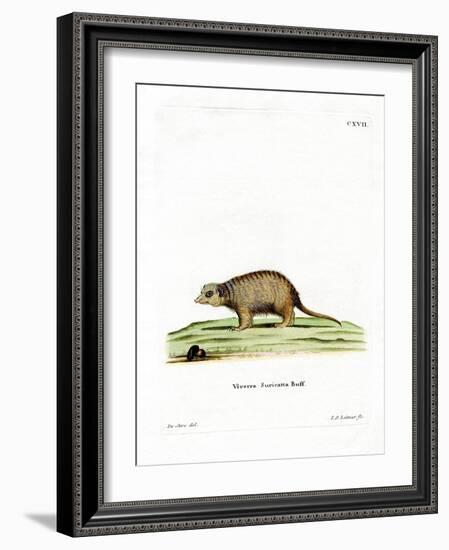 Surikate-null-Framed Giclee Print