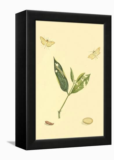 Surinam Butterflies, Moths and Caterpillars-Jan Sepp-Framed Stretched Canvas