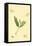 Surinam Butterflies, Moths and Caterpillars-Jan Sepp-Framed Stretched Canvas