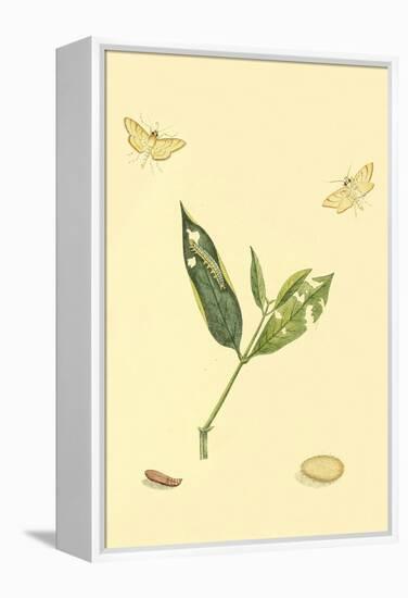 Surinam Butterflies, Moths and Caterpillars-Jan Sepp-Framed Stretched Canvas